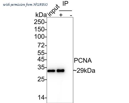 HUABIO HA601336 image 2