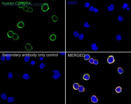 HUABIO HA601341 image 2