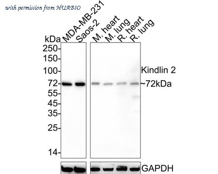 HUABIO HA601343 image 1