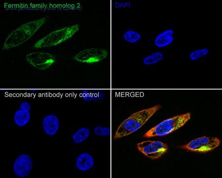 HUABIO HA601343 image 2