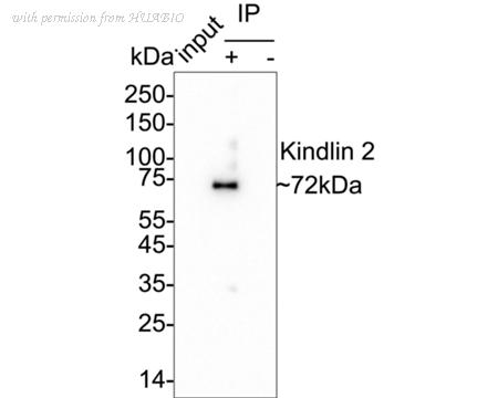HUABIO HA601343 image 3
