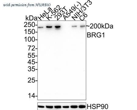 HUABIO HA601345 image 1