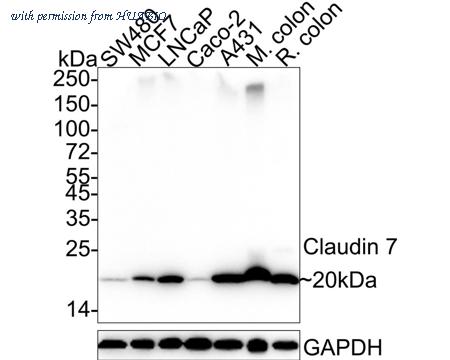 HUABIO HA601346 image 1