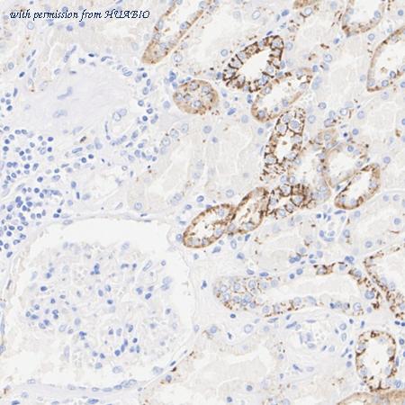 HUABIO HA601346 image 3