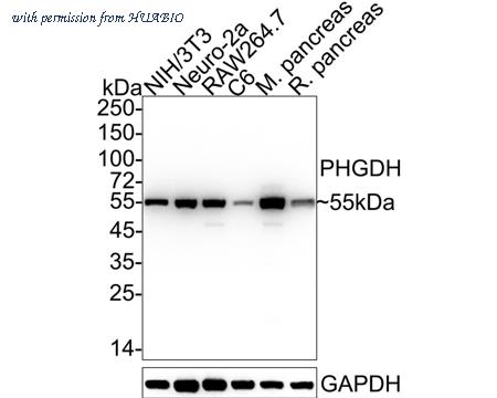 HUABIO HA601349 image 3
