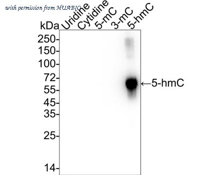 HUABIO HA601351 image 1