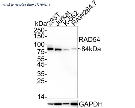 HUABIO HA601366 image 1