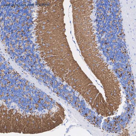 HUABIO HA601371 image 3