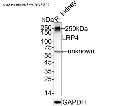 HUABIO HA601381 image 1