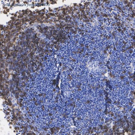 HUABIO HA601385 image 1