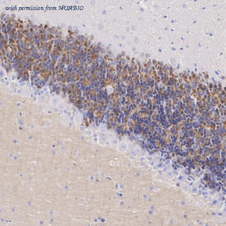 HUABIO HA601434 image 2