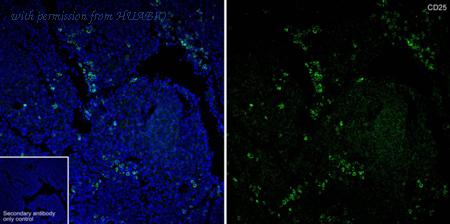 HUABIO HA601486 image 3