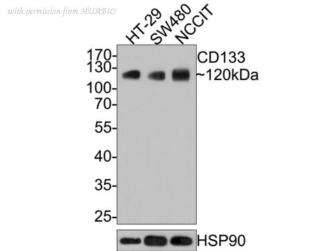 HUABIO HA610009 image 2