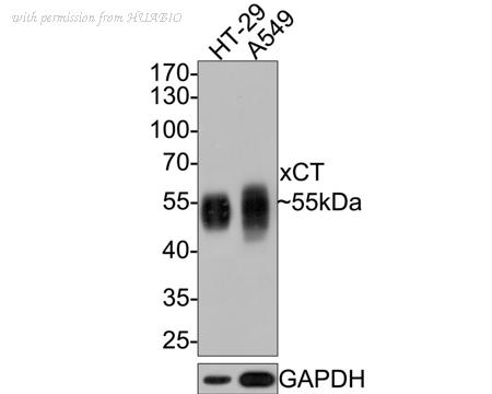 HUABIO HA610011 image 1