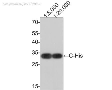 HUABIO HA610015 image 1