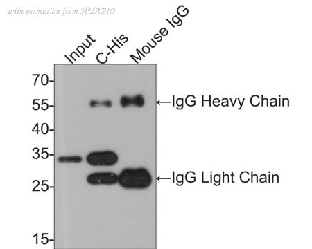 HUABIO HA610016 image 2