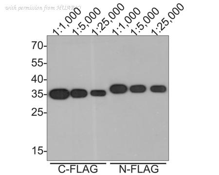 HUABIO HA610017 image 1