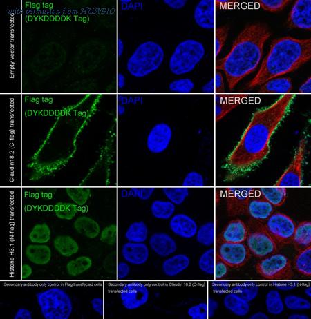HUABIO HA610017 image 2