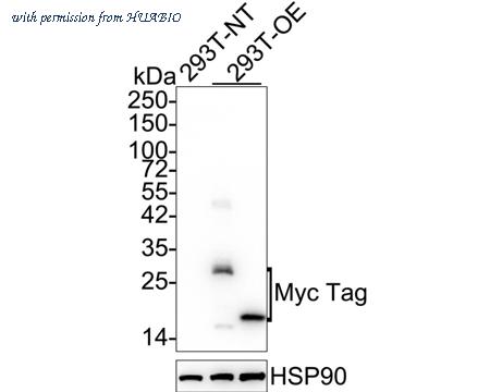 HUABIO HA610018 image 1