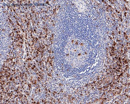 HUABIO HA610034 image 1