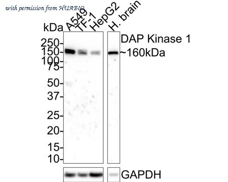 HUABIO HA610051 image 1