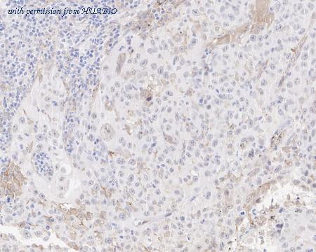 HUABIO HA610051 image 2