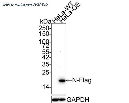 HUABIO HA610054 image 1