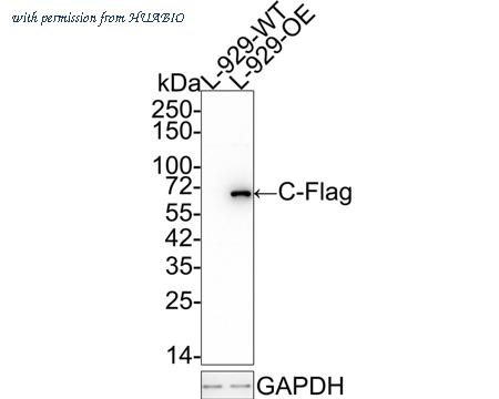 HUABIO HA610054 image 2