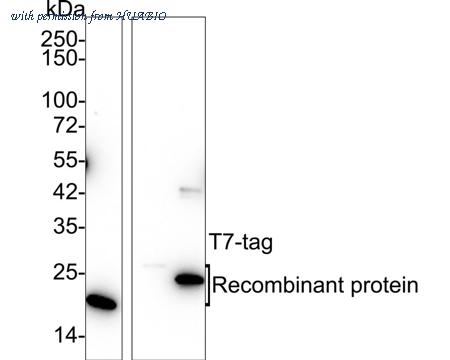 HUABIO HA610073 image 1