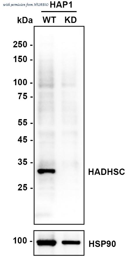 HUABIO HA610081 image 2