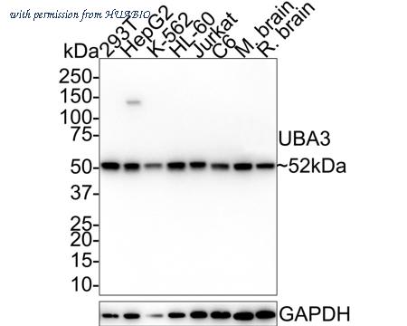 HUABIO HA610083 image 1