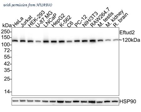 HUABIO HA610094 image 1