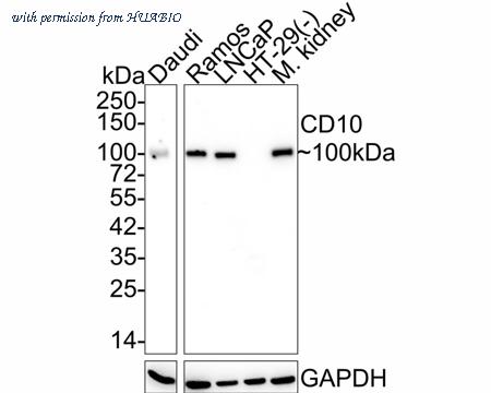 HUABIO HA610121 image 1