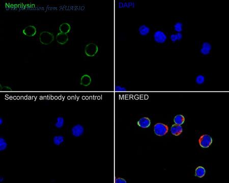 HUABIO HA610121 image 2