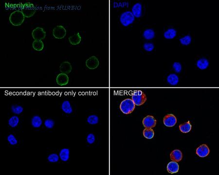 HUABIO HA610121 image 3