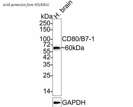 HUABIO HA610122 image 1