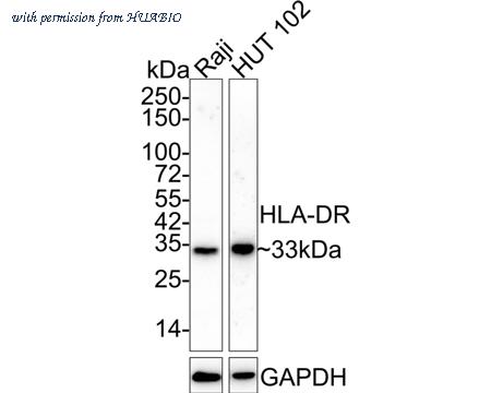 HUABIO HA610127 image 1