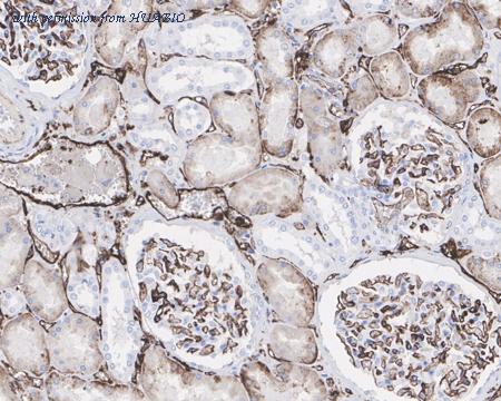 HUABIO HA610127 image 3