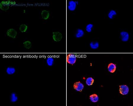 HUABIO HA610128 image 2