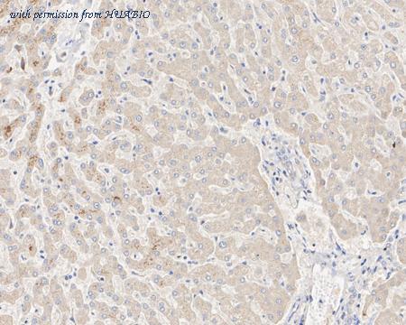 HUABIO HA610128 image 3