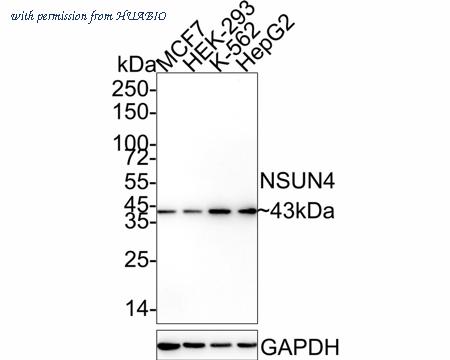 HUABIO HA610129 image 1