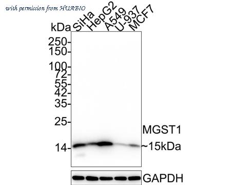 HUABIO HA610130 image 1