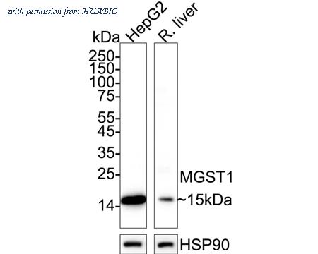 HUABIO HA610130 image 2