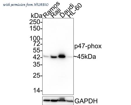 HUABIO HA610139 image 1