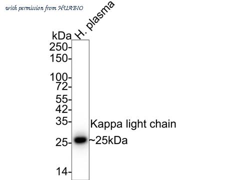 HUABIO HA610141 image 1