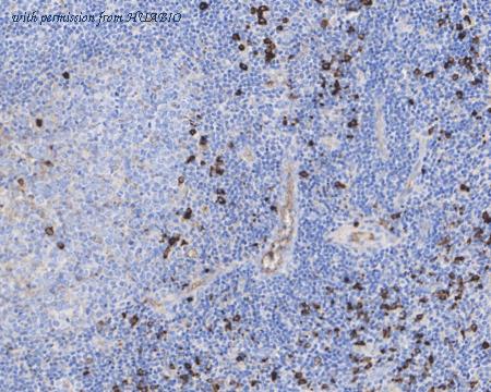 HUABIO HA610142 image 3