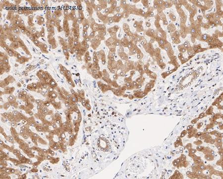 HUABIO HA610143 image 3