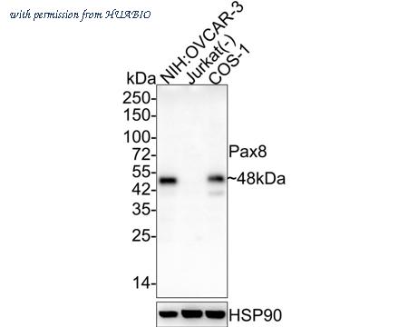 HUABIO HA610145 image 1