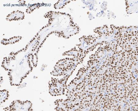 HUABIO HA610145 image 3