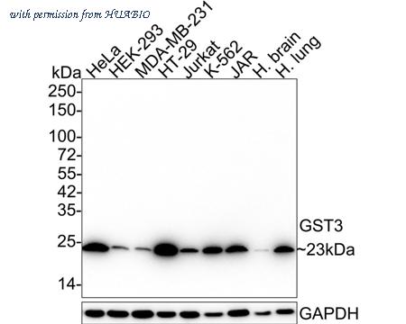 HUABIO HA610147 image 1